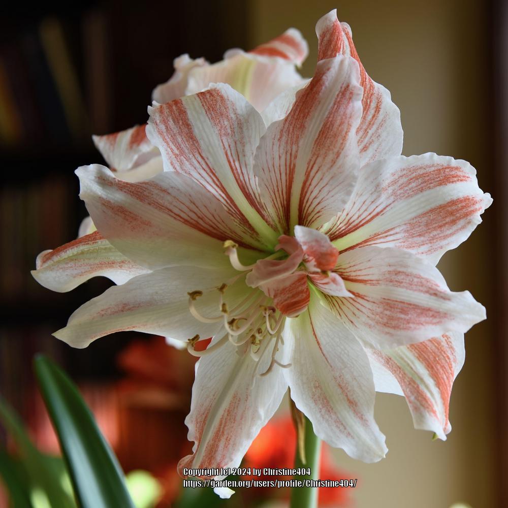Photo of Amaryllis (Hippeastrum 'Dancing Queen') uploaded by Christine404