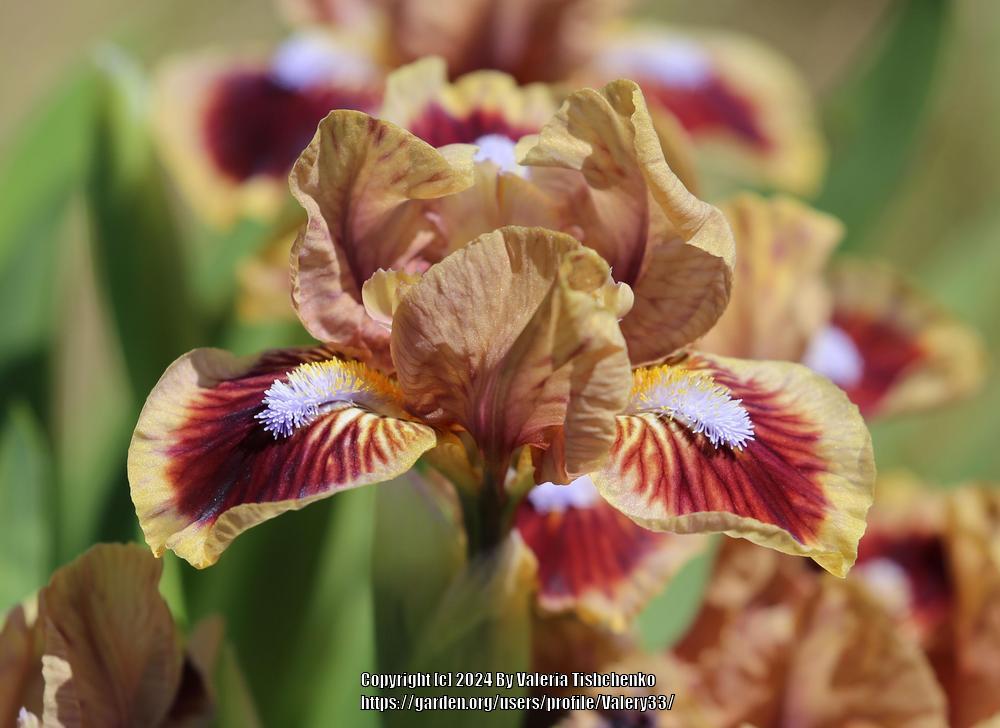 Photo of Standard Dwarf Bearded Iris (Iris 'Korabelnyi Master') uploaded by Valery33