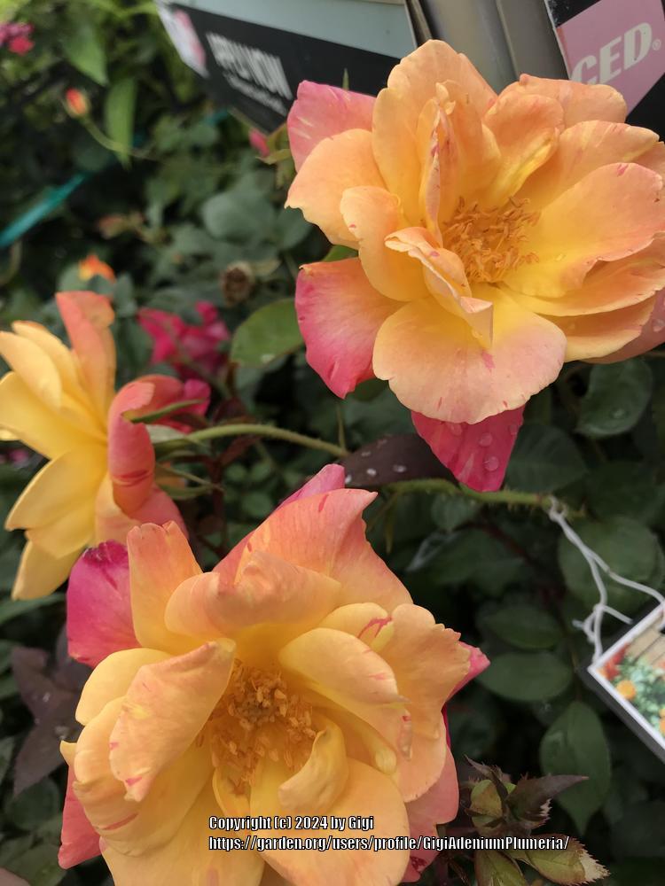 Photo of Rose (Rosa 'Joseph's Coat') uploaded by GigiAdeniumPlumeria
