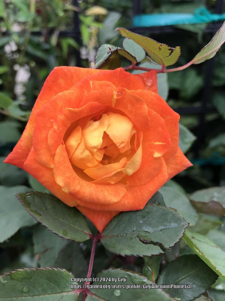 Photo of Rose (Rosa 'Pinata') uploaded by GigiAdeniumPlumeria