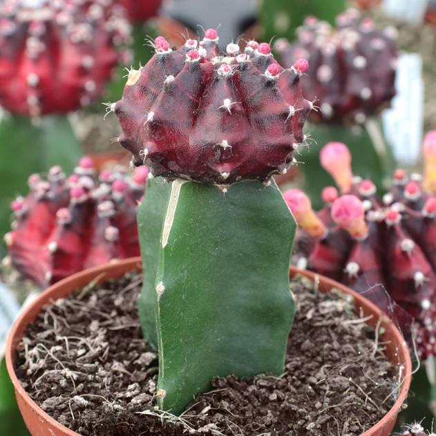 Photo of Chin Cactus (Gymnocalycium mihanovichii) uploaded by Joy