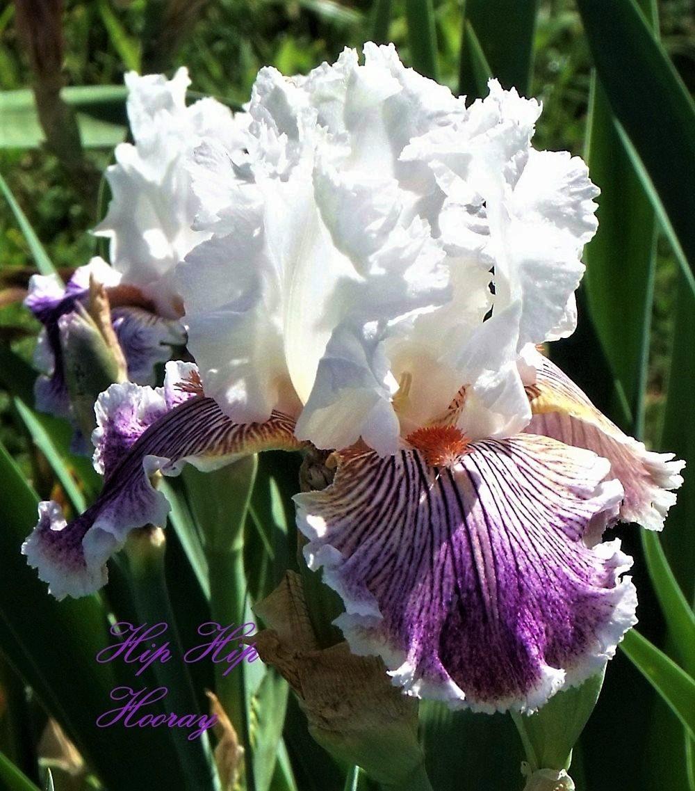 Photo of Tall Bearded Iris (Iris 'Hip Hip Hooray') uploaded by Ladylovingdove