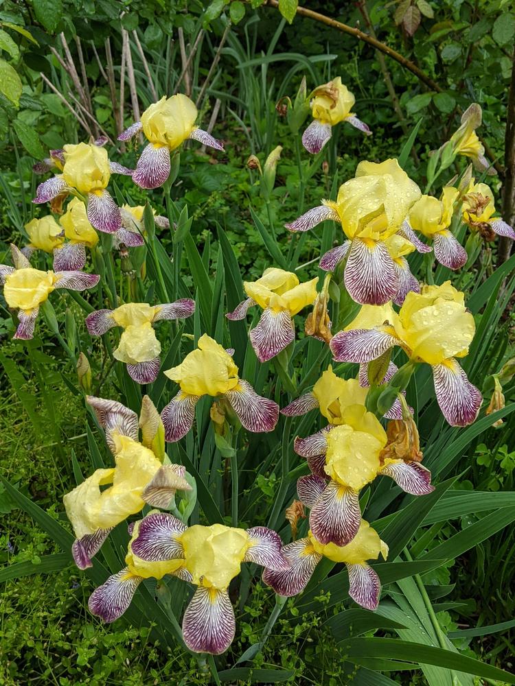 Photo of Miniature Tall Bearded Iris (Iris 'Gracchus') uploaded by LorettaNJ
