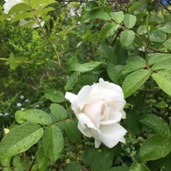 Location: Southern Maine
Date: 2018-06-23
A fragrant free flowering rose that can replace common Rosa rugos