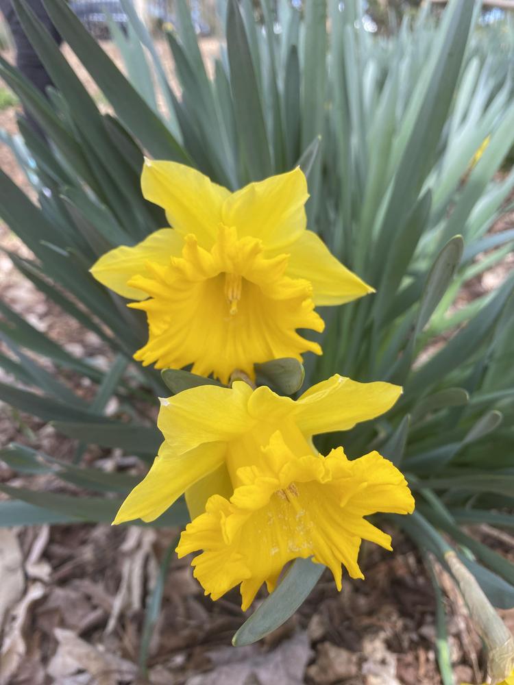 Photo of Daffodil (Narcissus 'Golden Sunbeam') uploaded by SL_gardener