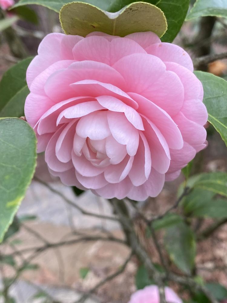 Photo of Japanese Camellia (Camellia japonica 'Pink Perfection') uploaded by SL_gardener