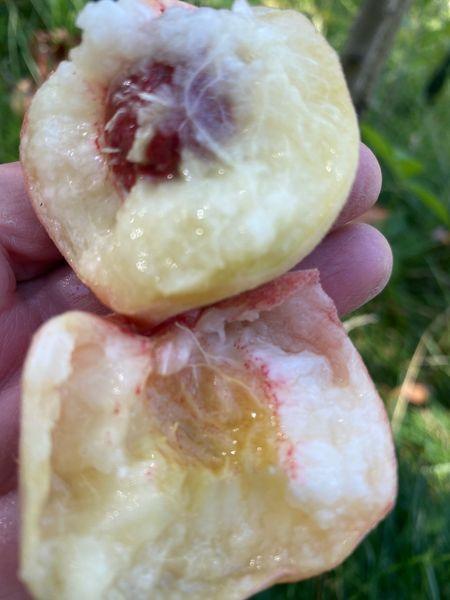 Photo of Peach (Prunus persica 'Arctic Supreme') uploaded by Ster17
