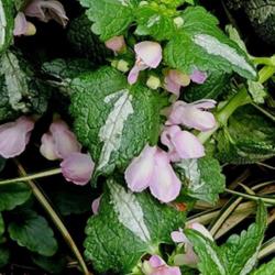 Location: Sandhills Horticultural Gardens Southern Pines, NC
Date: March 7, 2024
Spotted dead nettle #252 nn; LHB page 354, 176-1-1, "Greek word f