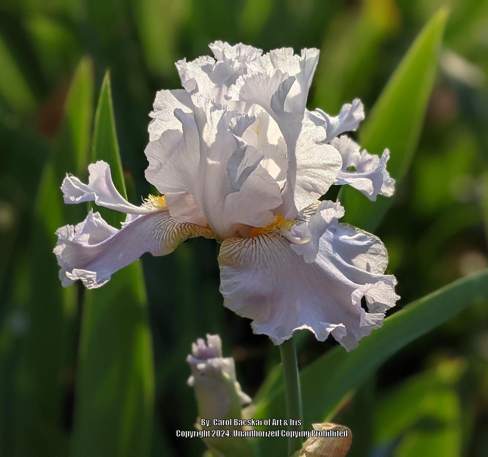 Photo of Tall Bearded Iris (Iris 'Hoptoit') uploaded by Artsee1