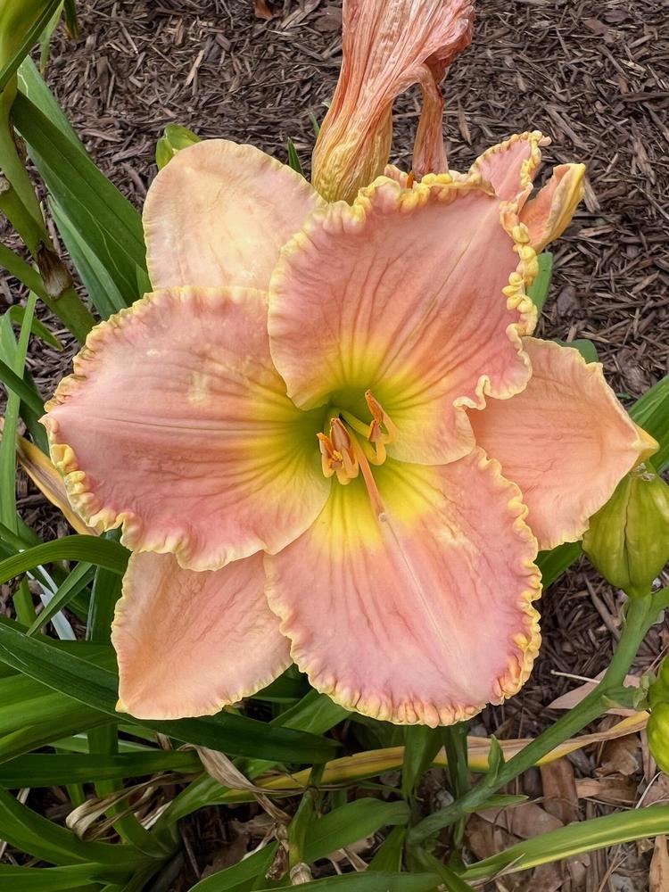 Photo of Daylily (Hemerocallis 'Belle Cook') uploaded by Redemptionnursery