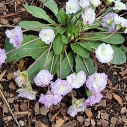 Location: Sandhills Horticultural Gardens Southern Pines, NC
Date: March 7, 2024
English primrose # 253 nn; LHB p. 780, 160-1-36, "Diminutive of '