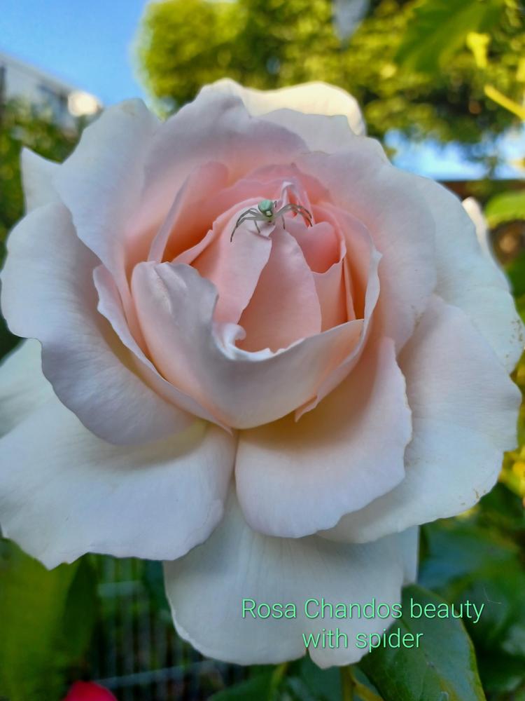 Photo of Hybrid Tea Rose (Rosa 'Chandos Beauty') uploaded by chrisrocteraagmail