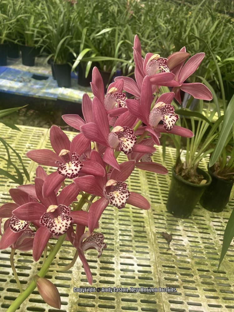 Photo of Orchid (Cymbidium Aunt Daisy 'Manizales') uploaded by Australis