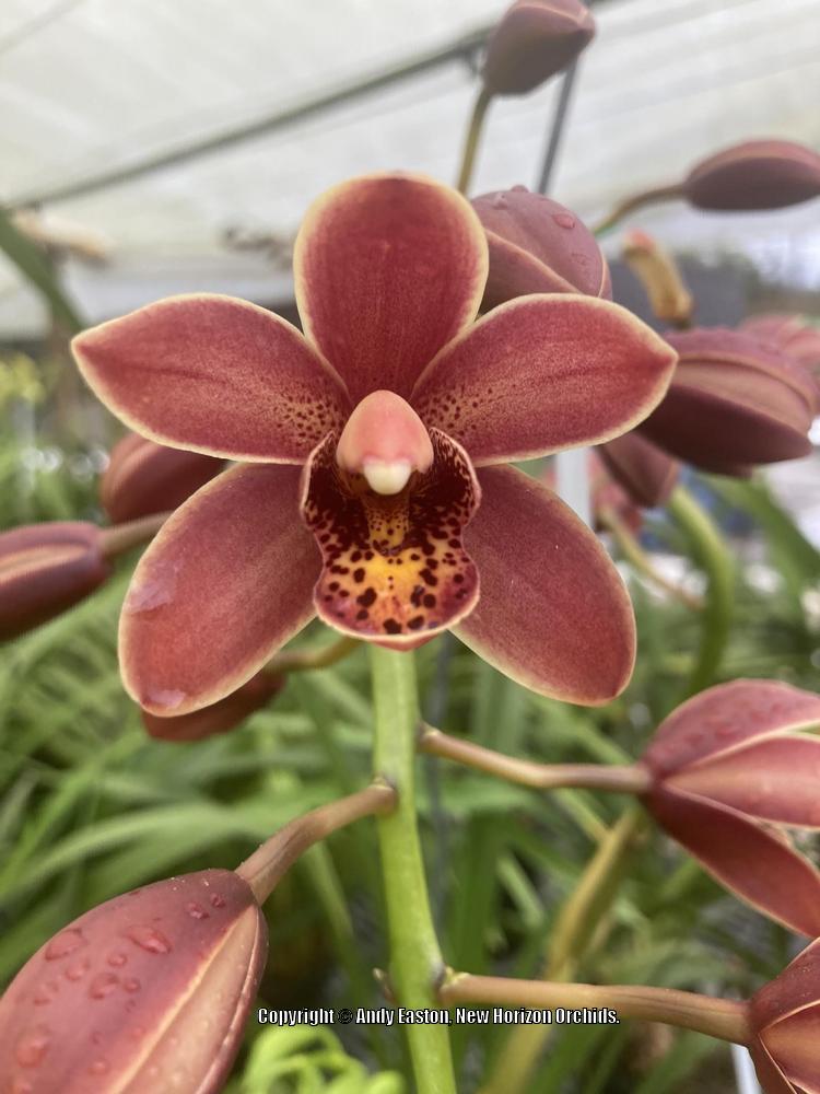 Photo of Orchid (Cymbidium Bert Ruiter) uploaded by Australis