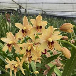 
Date: 2023-12-16
Photo courtesy of Andy Easton, New Horizon Orchids.