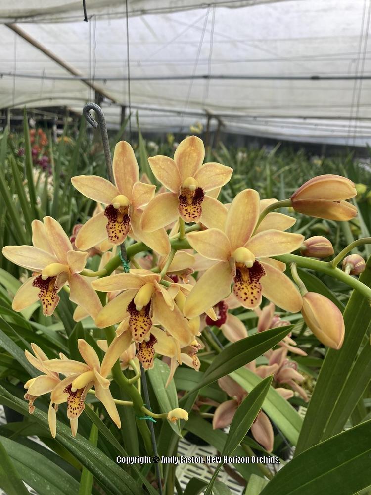 Photo of Orchid (Cymbidium Bert Ruiter 'Christmas Gold') uploaded by Australis