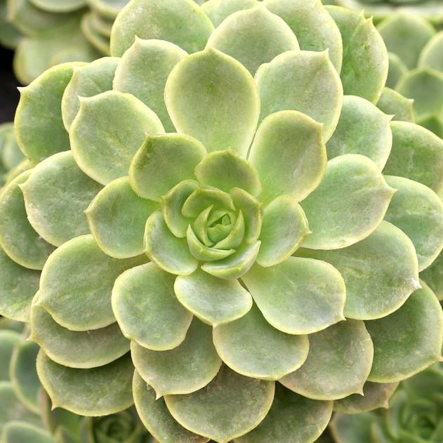 Photo of Echeveria 'Lime and Chili' uploaded by Joy