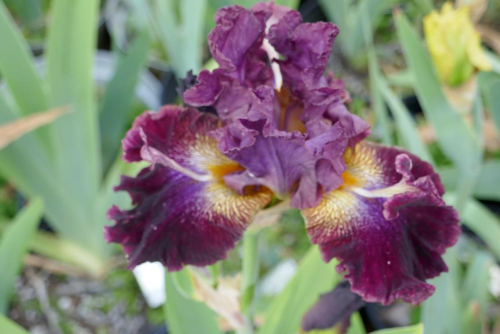Photo of Tall Bearded Iris (Iris 'Major Distraction') uploaded by jedichda