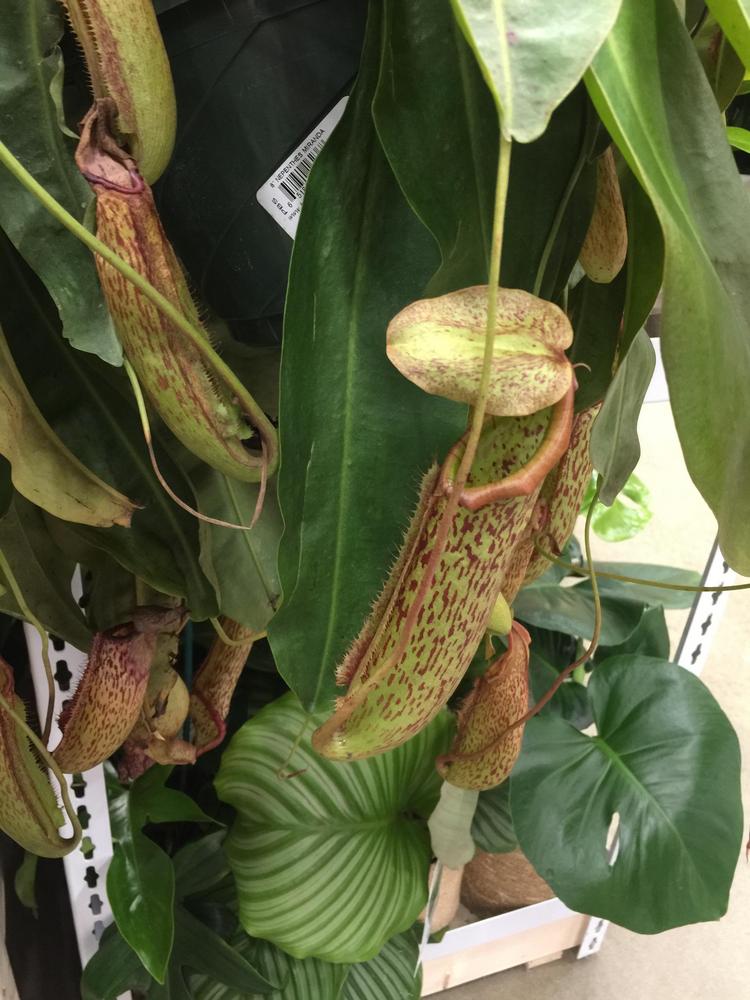 Photo of Pitcher Plant (Nepenthes) uploaded by nick_poet