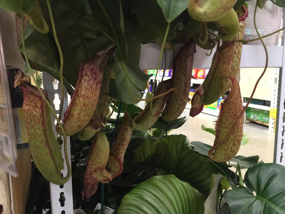 Photo of Pitcher Plant (Nepenthes) uploaded by nick_poet