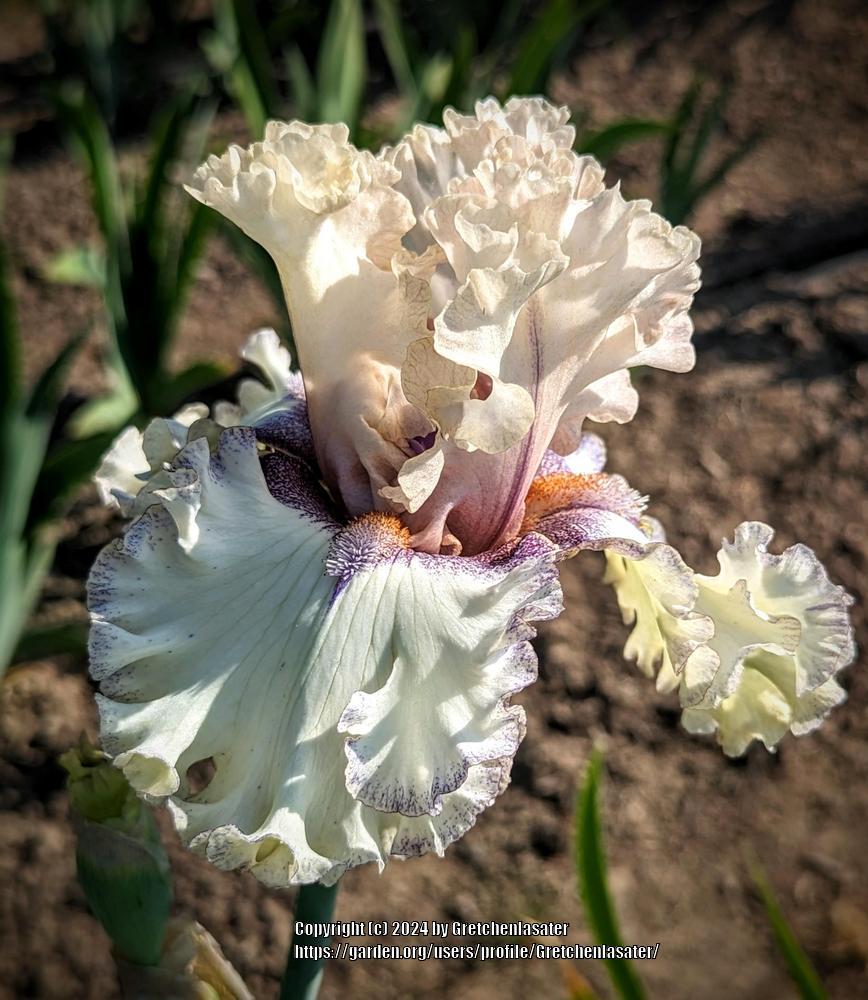 Photo of Tall Bearded Iris (Iris 'Such a Sweetheart') uploaded by Gretchenlasater