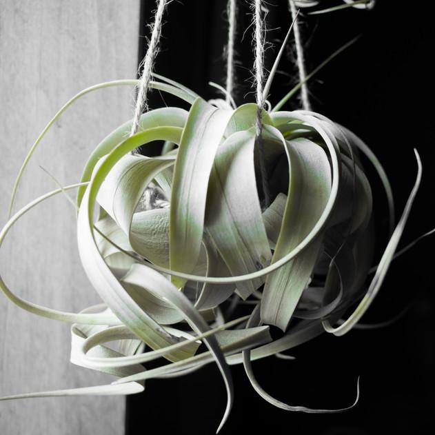 Photo of Air Plant (Tillandsia xerographica) uploaded by Joy