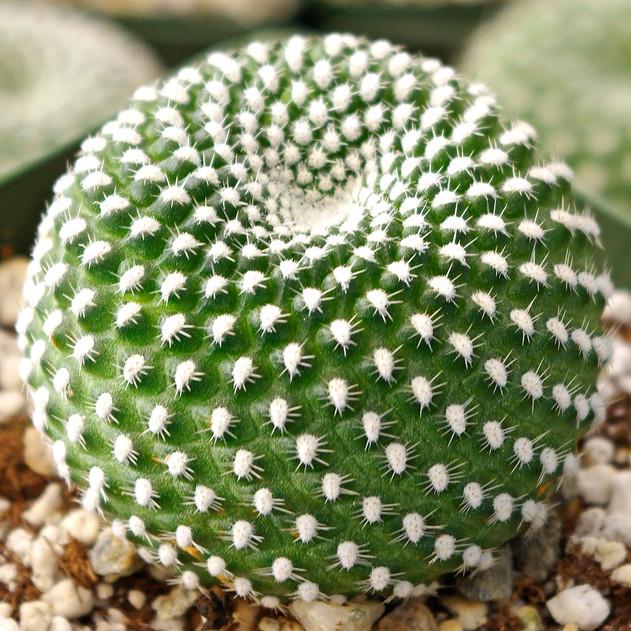 Photo of Marsoner's Crown Cactus (Rebutia marsoneri) uploaded by Joy