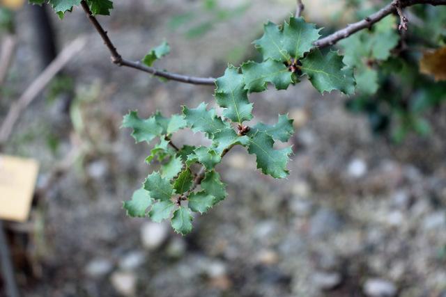 Photo of California Live Oak (Quercus agrifolia) uploaded by RuuddeBlock