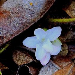 Location: Aberdeen, NC (Along Aberdeen creek east of Southern middle)
Date: March 11, 2024
Trailing Arbutus #401; RAB page 811, 145-15-1; LHB p. 764, 157-11