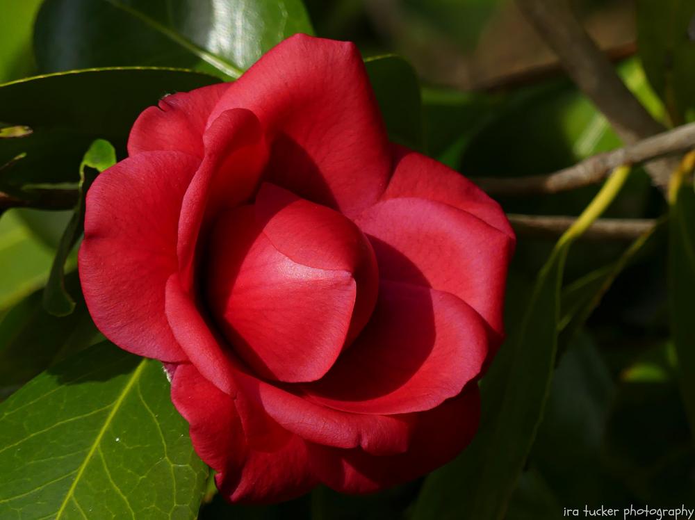 Photo of Camellia (Camellia japonica 'April Tryst') uploaded by drirastucker