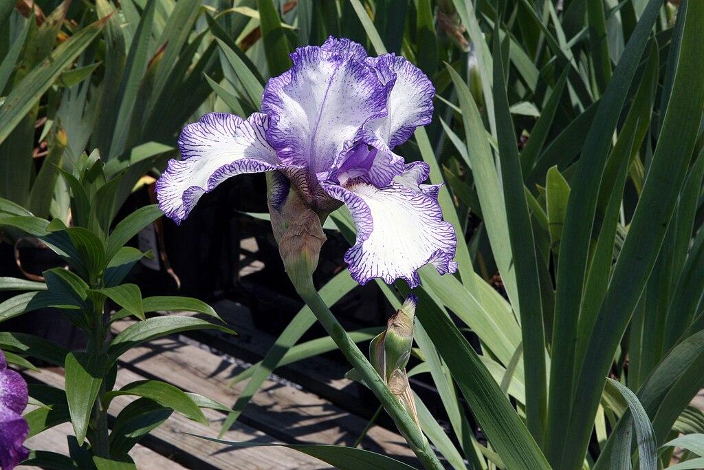 Photo of Tall Bearded Iris (Iris 'Autumn Circus') uploaded by robertduval14