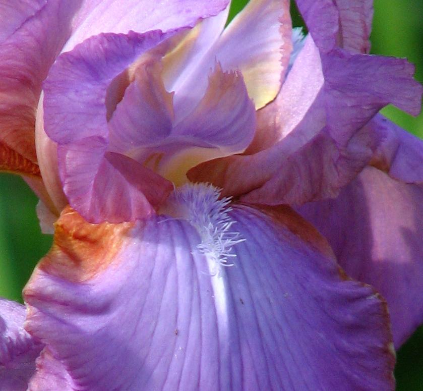 Photo of Tall Bearded Iris (Iris 'Amethyst Flame') uploaded by robertduval14