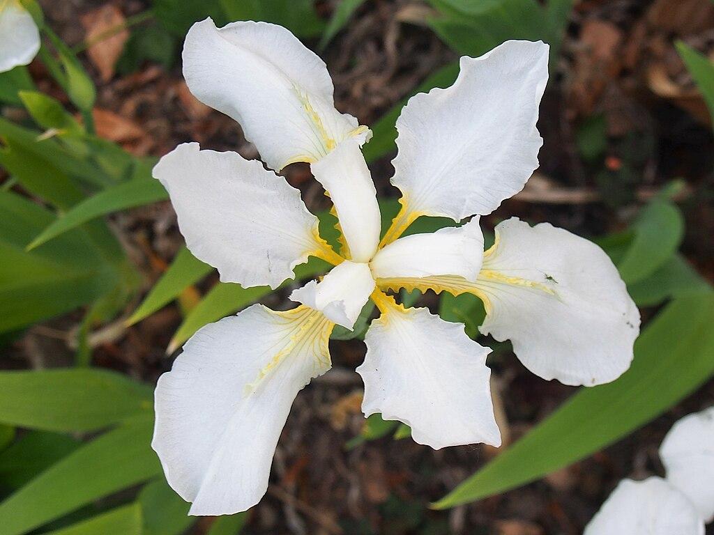 Photo of Species Iris (Iris tectorum 'Alba') uploaded by robertduval14