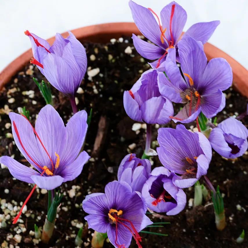 Photo of Saffron Crocus (Crocus sativus) uploaded by Joy