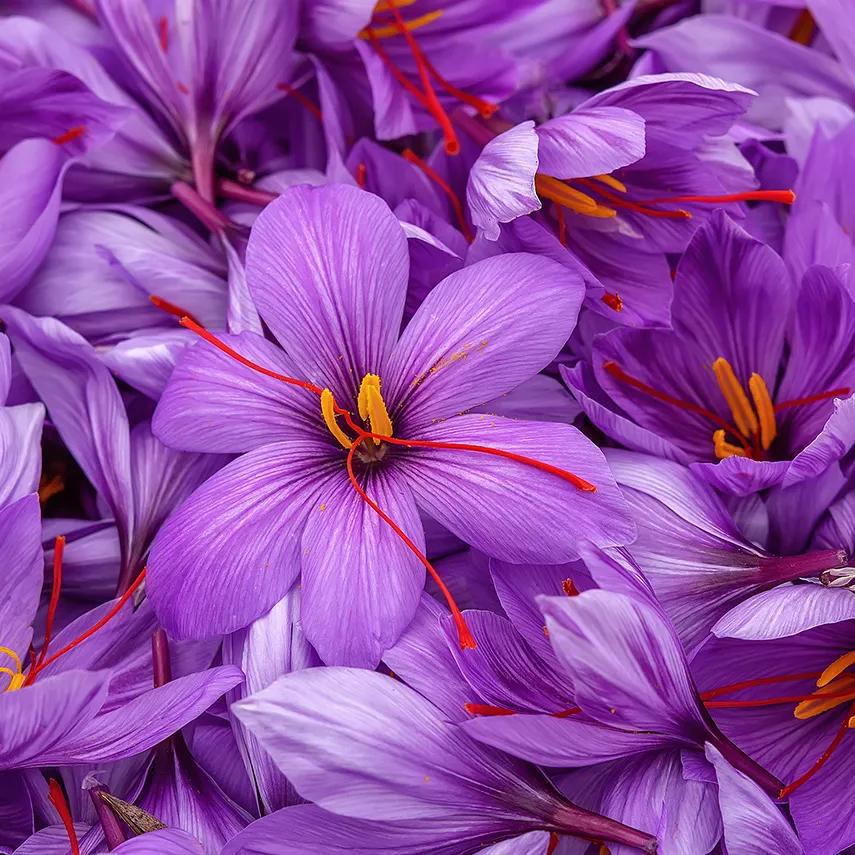 Photo of Saffron Crocus (Crocus sativus) uploaded by Joy