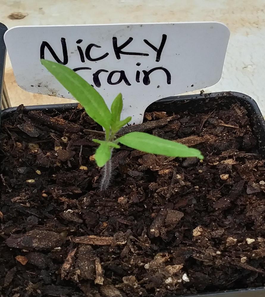 Photo of Tomato (Solanum lycopersicum 'Nicky Crain') uploaded by TomatoNut95