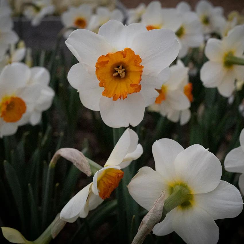 Photo of Small-Cupped Daffodil (Narcissus 'Barrett Browning') uploaded by Joy