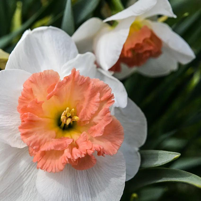 Photo of Large-cupped Daffodil (Narcissus 'Precocious') uploaded by Joy