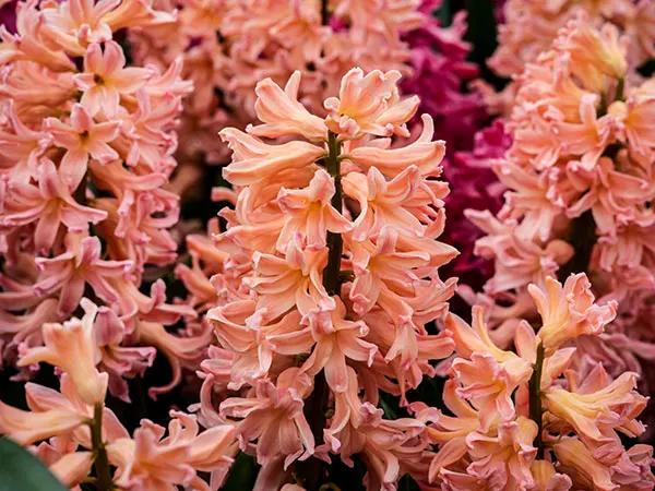 Photo of Hyacinth (Hyacinthus orientalis 'Gipsy Queen') uploaded by Joy