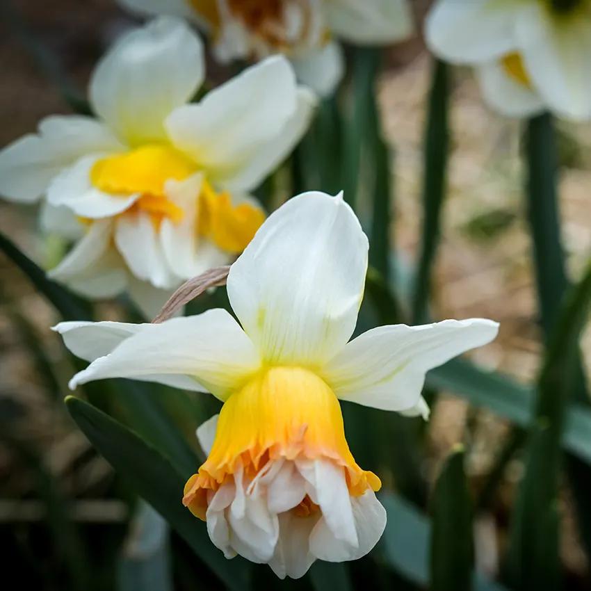 Photo of Double Daffodil (Narcissus 'Replete') uploaded by Joy
