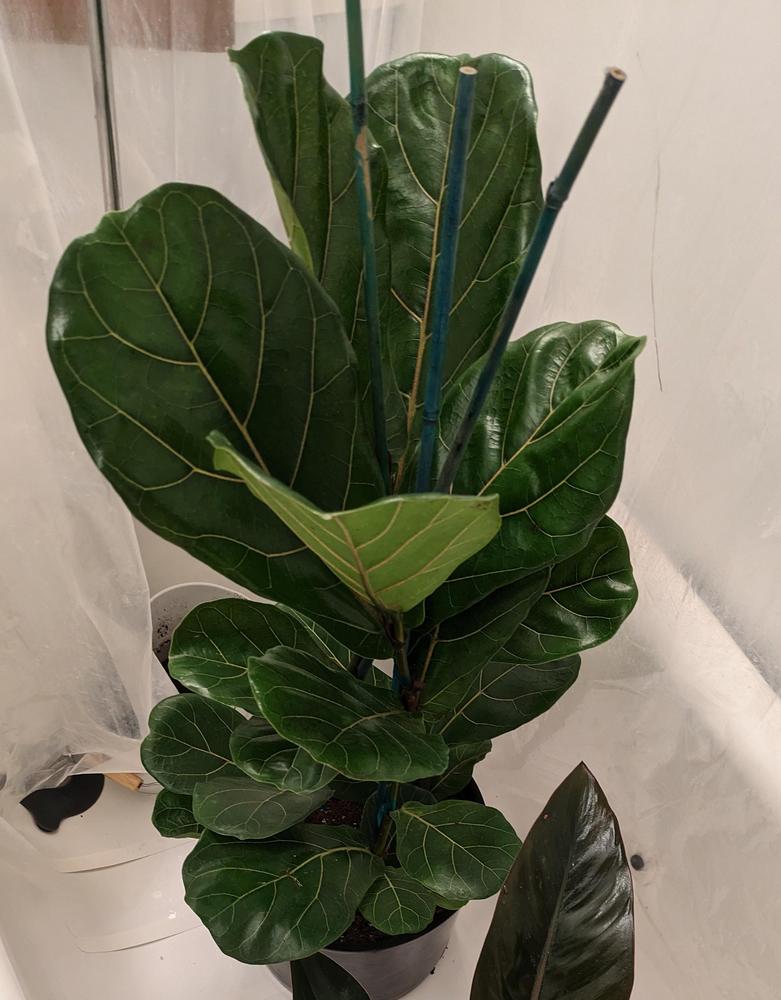 Photo of Fiddle Leaf Fig (Ficus lyrata) uploaded by chelseanolse
