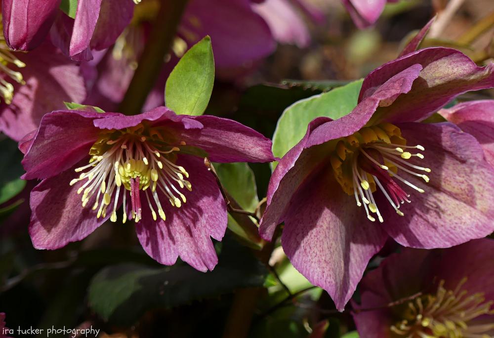 Photo of Hellebore (Helleborus Gold Collection® Ice N' Roses Red) uploaded by drirastucker