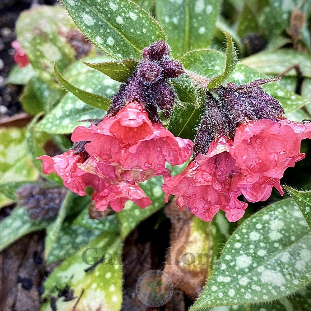 Photo of Lungwort (Pulmonaria 'Shrimps on the Barbie') uploaded by springcolor