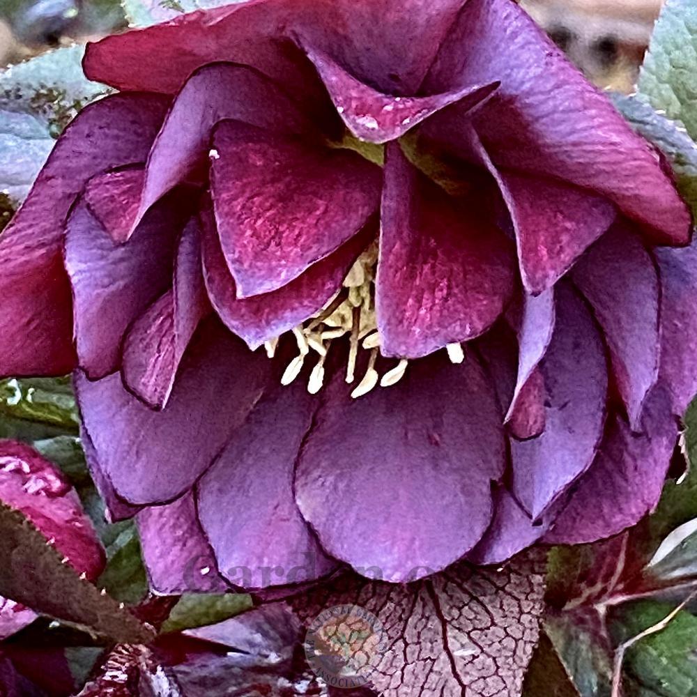 Photo of Hellebore (Helleborus Winter Jewels™ Red Sapphire) uploaded by springcolor