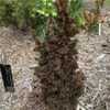 A dwarf arborvitae with congested foliage which turns bronze in w