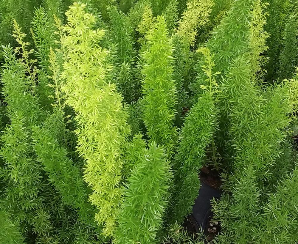 Photo of Foxtail Fern (Asparagus densiflorus) uploaded by TomatoNut95