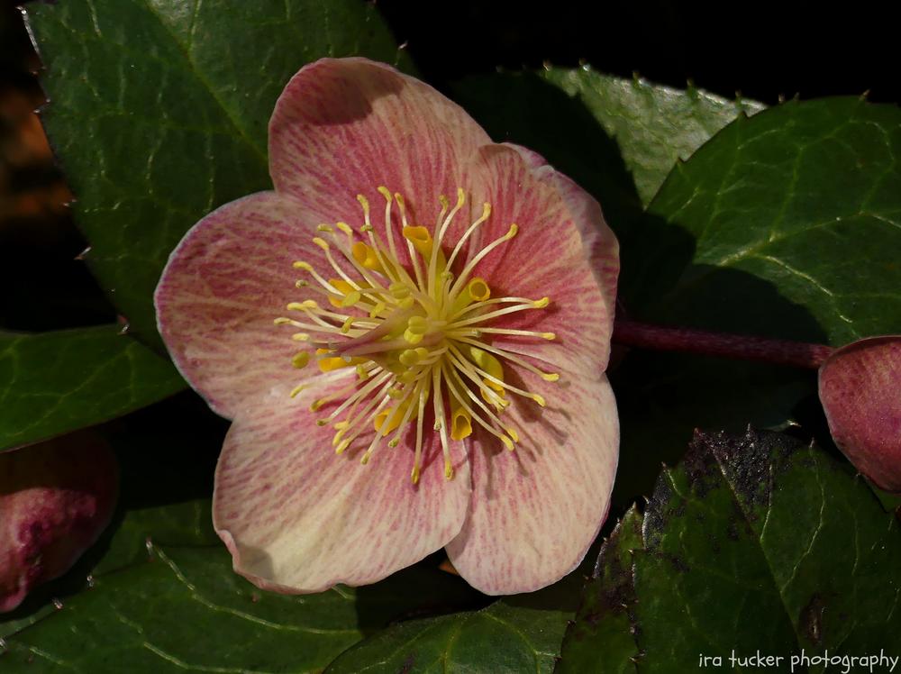 Photo of Hellebore (Helleborus Gold Collection® Pink Frost) uploaded by drirastucker