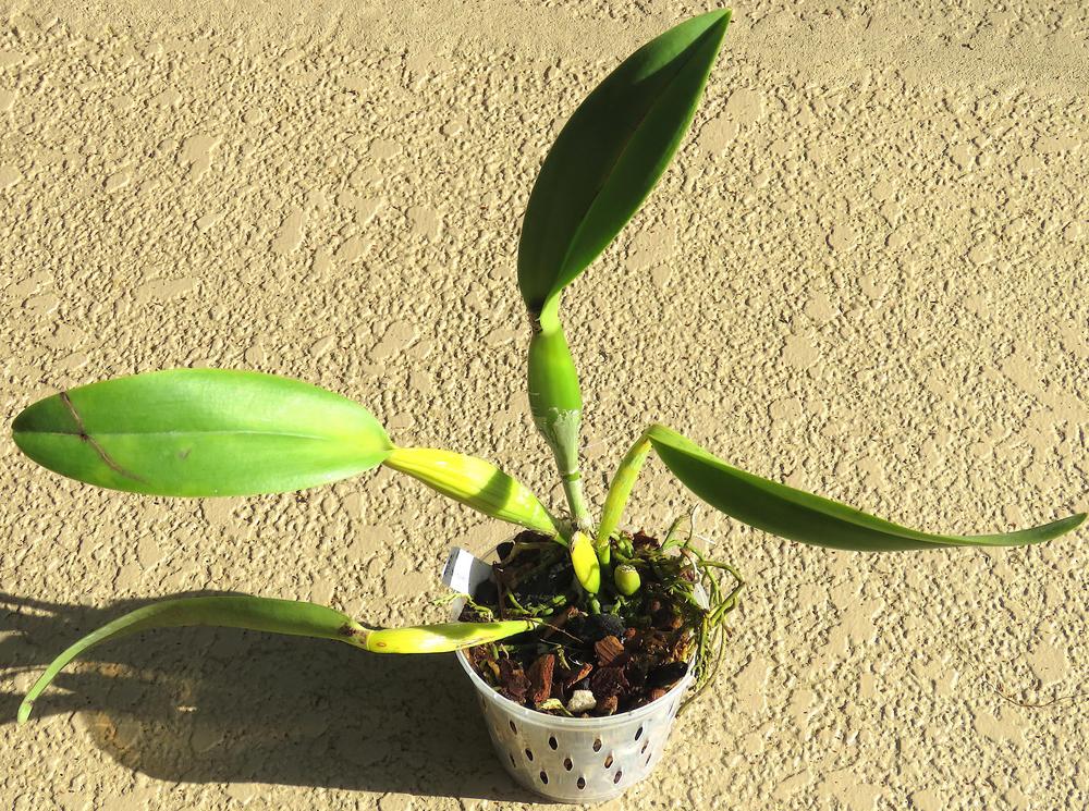 Photo of Orchid (Rhyncholaeliocattleya) uploaded by plantladylin