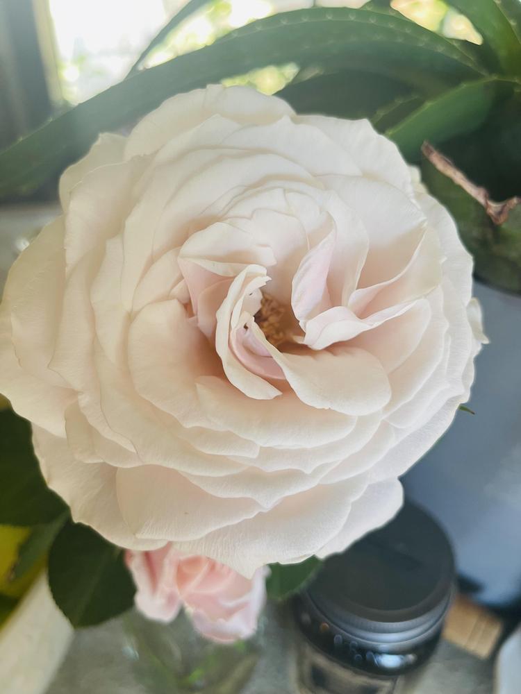 Photo of Roses (Rosa) uploaded by treehugger06