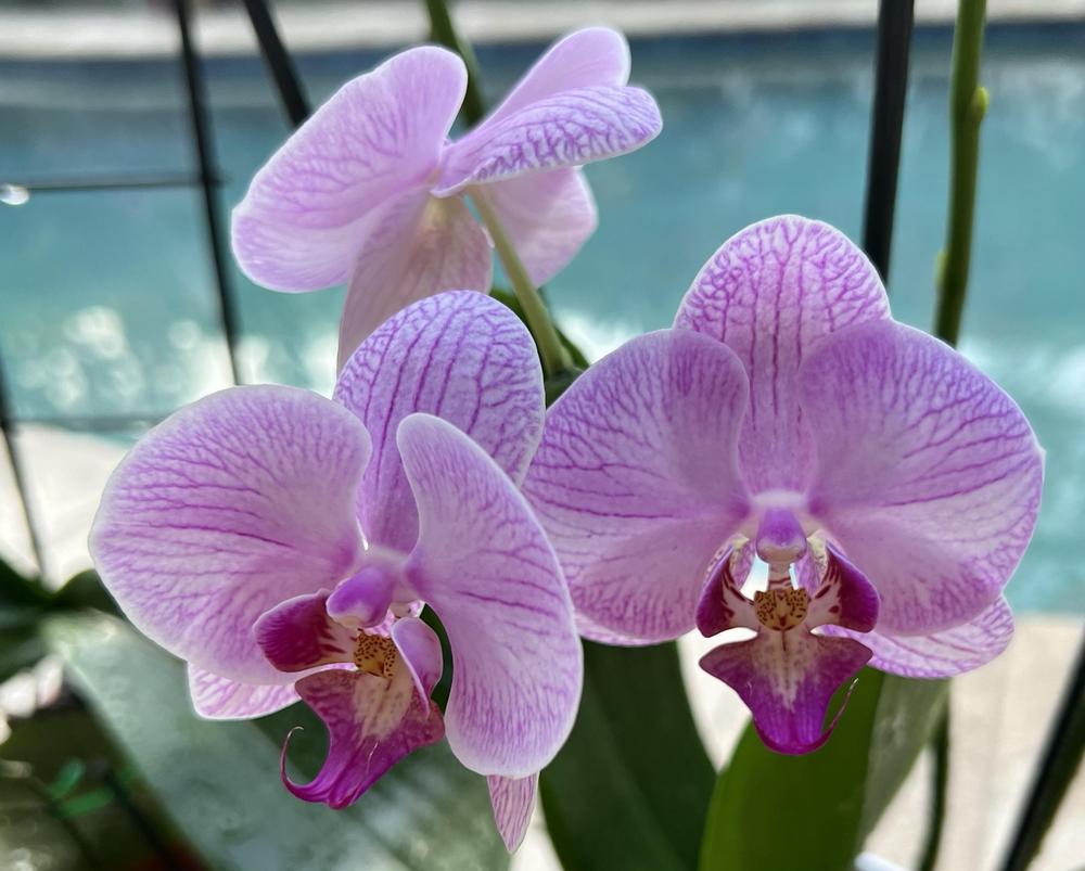 Photo of Moth Orchid (Phalaenopsis) uploaded by Floridian